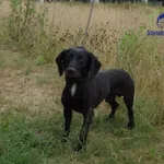 Znaleziono psa
