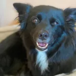 Pies do adopcji