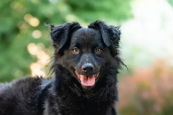 Pies do adopcji, Nowodwór, 30 czerwca 2026 (2/5)
