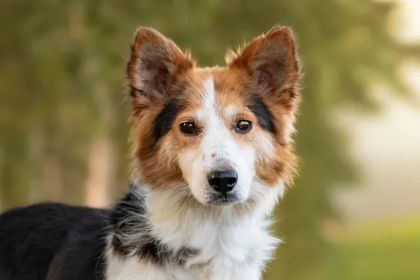 Pies do adopcji, Nowodwór, 30 czerwca 2026 (2/5)