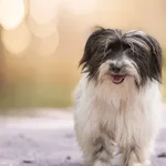 Pies do adopcji