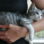 Kot do adopcji