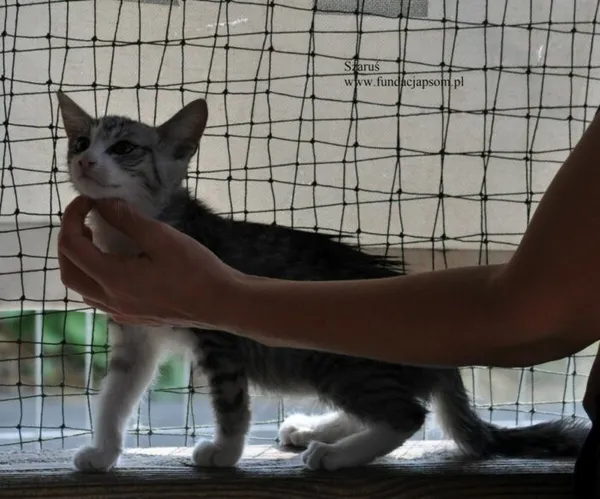 Kot do adopcji, Nowy Dwór Mazowiecki, 1 lipca 2026 (4/5)