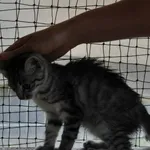 Kot do adopcji
