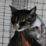Kot do adopcji