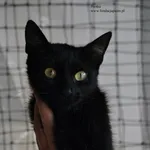 Kot do adopcji