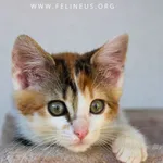Kot do adopcji