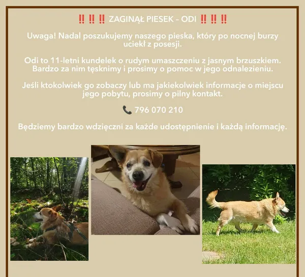 Zaginął pies, Rokietnica, 2 lipca 2026