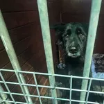 Pies do adopcji