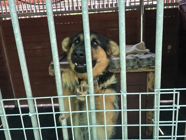 Pies do adopcji, Gorzów Wielkopolski, 28 czerwca 2026
