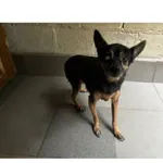 Znaleziono psa