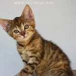 Kot do adopcji