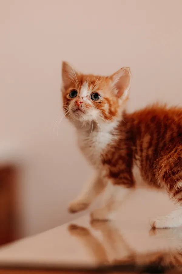 Kot do adopcji, Czartki, 3 lipca 2026 (3/5)