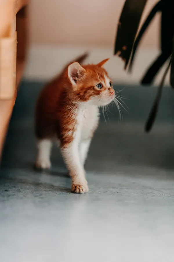 Kot do adopcji, Czartki, 3 lipca 2026 (5/5)