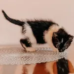 Kot do adopcji