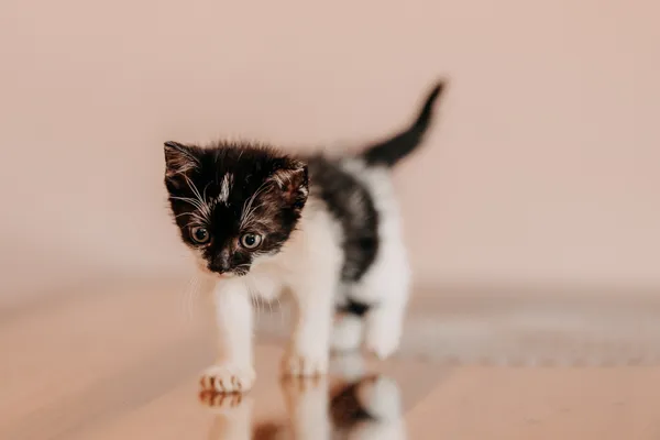 Kot do adopcji, Czartki, 3 lipca 2026 (4/5)