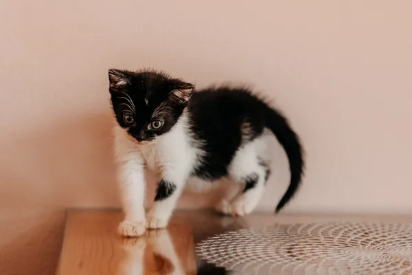 Kot do adopcji, Czartki, 3 lipca 2026 (1/5)
