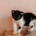 Kot do adopcji