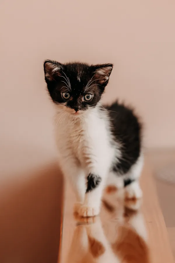 Kot do adopcji, Czartki, 3 lipca 2026 (4/5)
