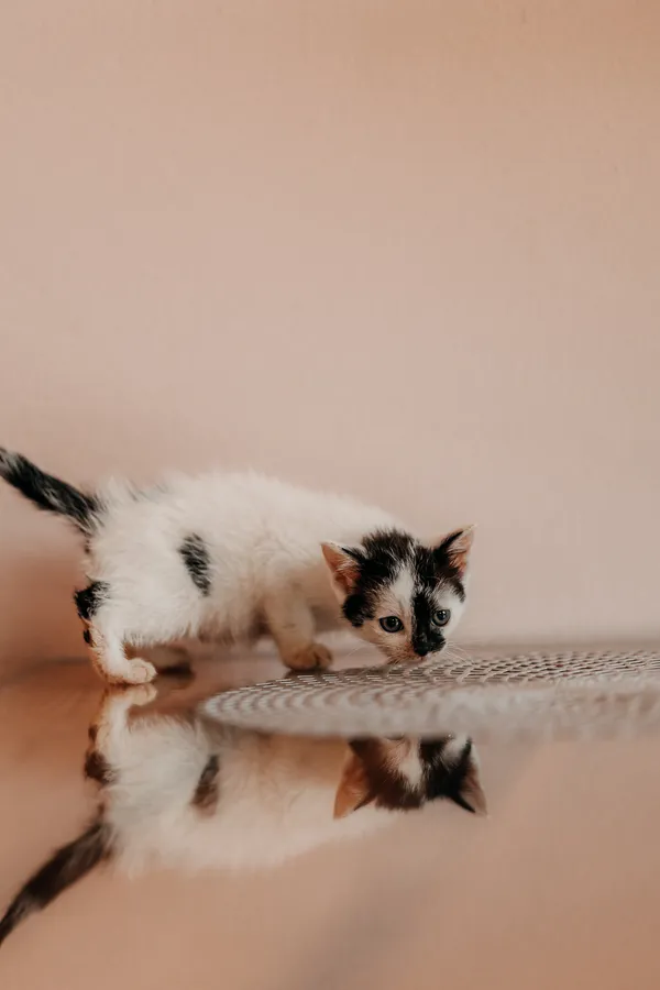 Kot do adopcji, Czartki, 3 lipca 2026 (1/5)