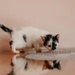 Kot do adopcji