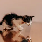 Kot do adopcji