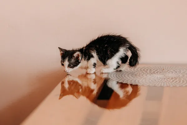 Kot do adopcji, Czartki, 3 lipca 2026 (1/5)