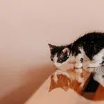 Kot do adopcji