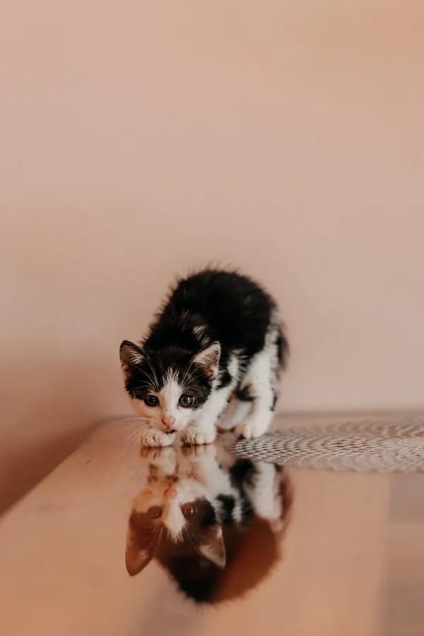 Kot do adopcji, Czartki, 3 lipca 2026 (2/5)