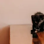 Kot do adopcji