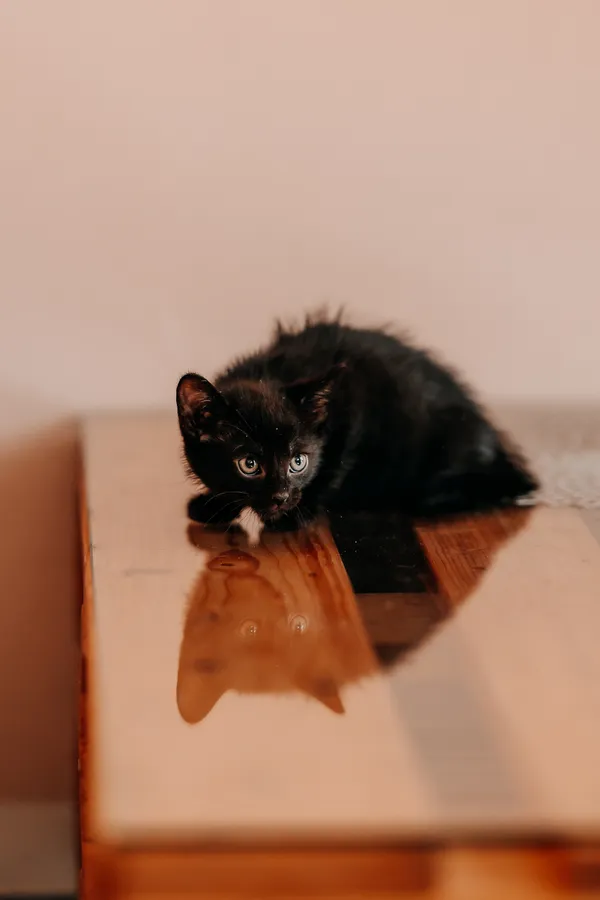 Kot do adopcji, Czartki, 3 lipca 2026 (4/5)
