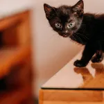 Kot do adopcji