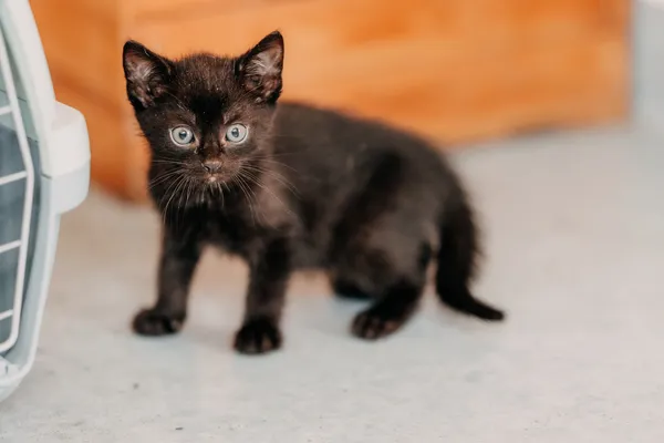 Kot do adopcji, Czartki, 3 lipca 2026 (4/5)