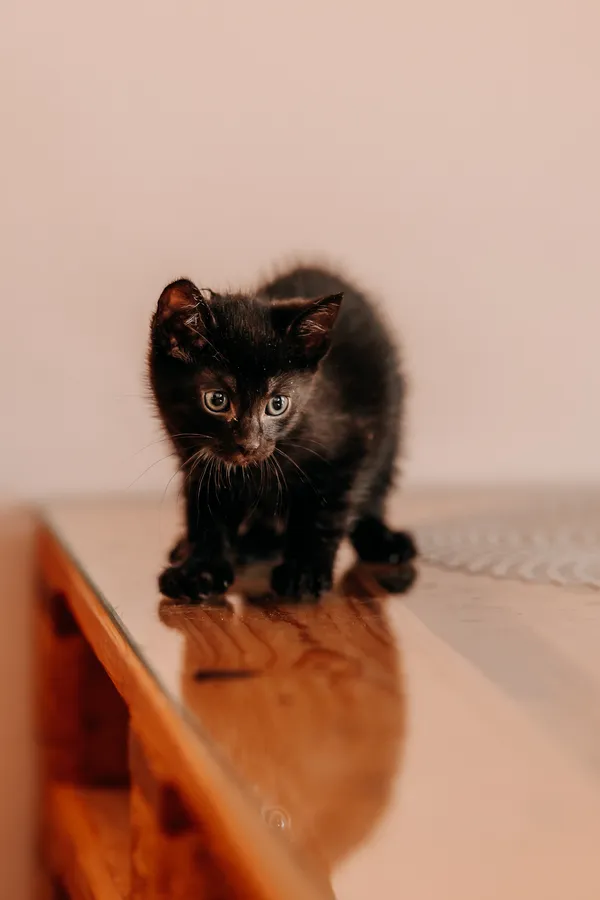 Kot do adopcji, Czartki, 3 lipca 2026 (2/5)