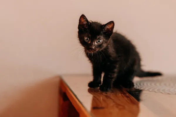 Kot do adopcji, Czartki, 3 lipca 2026 (3/5)