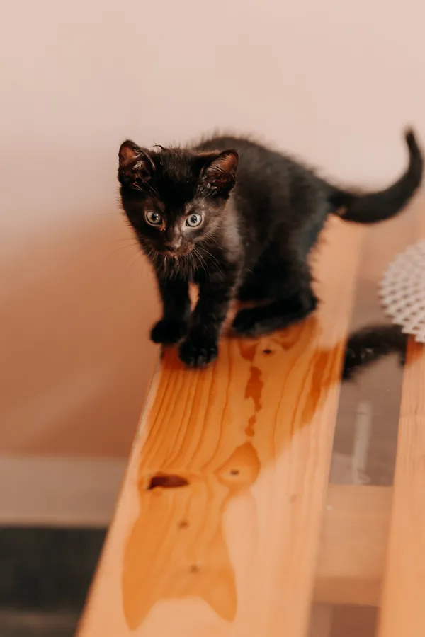 Kot do adopcji, Czartki, 3 lipca 2026 (5/5)