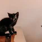 Kot do adopcji