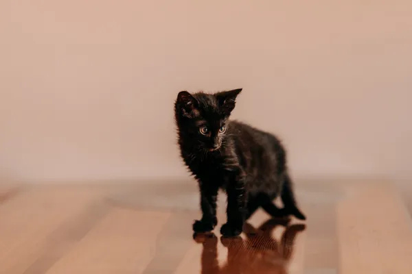 Kot do adopcji, Czartki, 3 lipca 2026 (3/5)