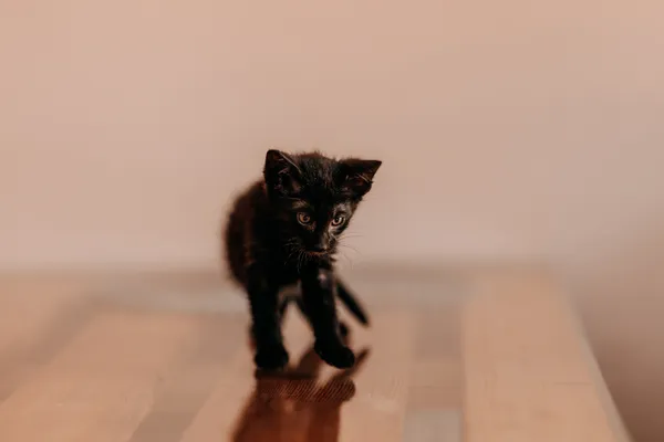 Kot do adopcji, Czartki, 3 lipca 2026 (4/5)