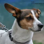 Pies do adopcji