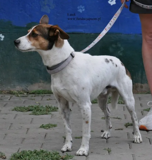 Pies do adopcji, Nowy Dwór Mazowiecki, 3 lipca 2026 (4/5)
