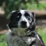 Pies do adopcji