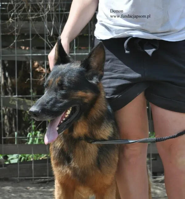 Pies do adopcji, Nowy Dwór Mazowiecki, 3 lipca 2026 (1/5)