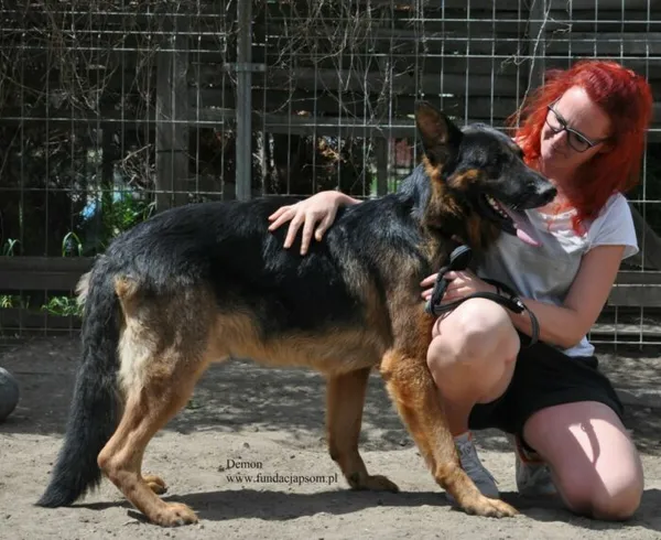 Pies do adopcji, Nowy Dwór Mazowiecki, 3 lipca 2026 (4/5)