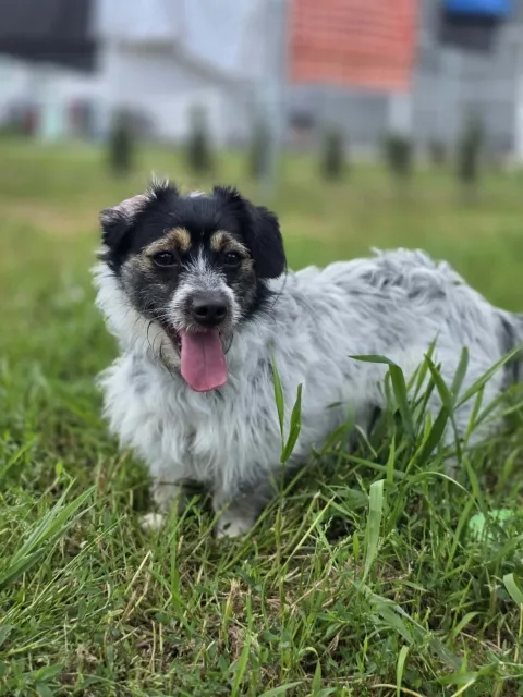 Pies do adopcji, Piła, 18 czerwca 2026 (2/5)