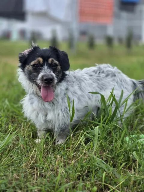 Pies do adopcji, Piła, 18 czerwca 2026 (5/5)