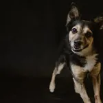 Pies do adopcji