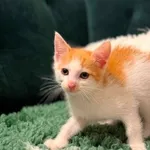 Kot do adopcji