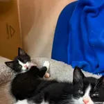 Kot do adopcji