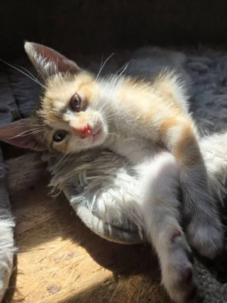 Kot do adopcji, Głowno, 2 lipca 2026 (5/5)